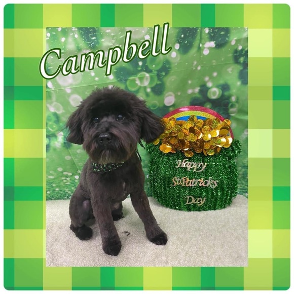 Meet your Posher, Denice - Picture 3 of 4